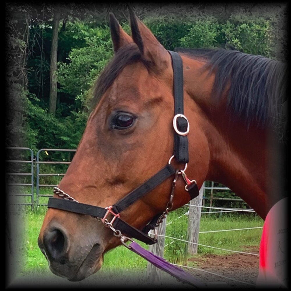 Black Nylon Horse Halter; Large